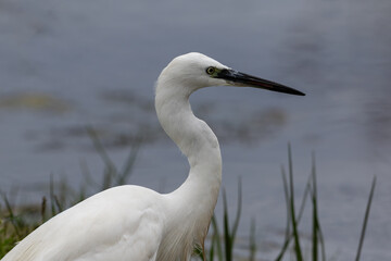 Obraz premium Portrait of a little egret with a blue background