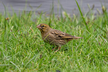 Female southern red bishop on grass