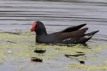 Common moorhen swimming on a pond