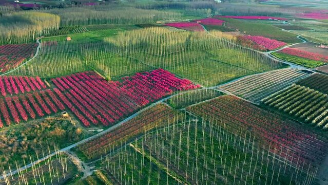 Aerial view of fields of fruit trees in full bloom in Aitona province of Lerida, Catalonia