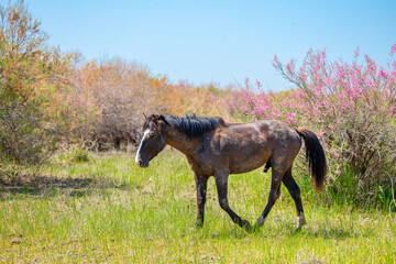 A herd of horses graze in the meadow in summer, eat grass, walk and frolic. Pregnant horses and foals, livestock breeding concept.