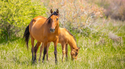 A herd of horses graze in the meadow in summer, eat grass, walk and frolic. Pregnant horses and foals, livestock breeding concept.