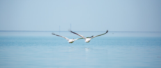 Flying pelicans in the blue sky. Waterfowl at the nesting site. A flock of pelicans walks on a blue lake.