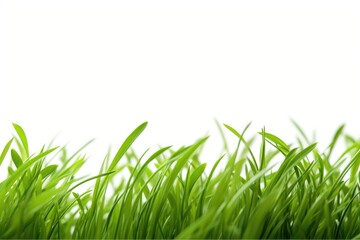 Fototapeta premium green grass on white background