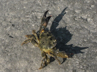 Close-up of a Crab on the Beach