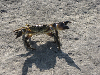 Close-up of a Crab on the Beach