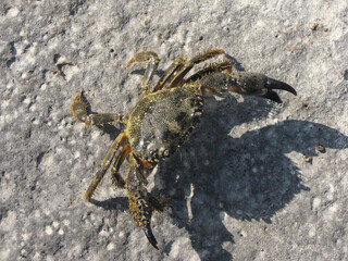 Close-up of a Crab on the Beach