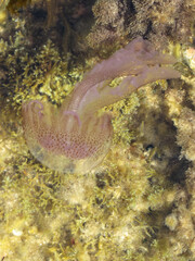 Wildlife in a Tropical Underwater Reef