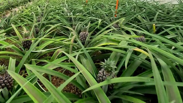 Pineapple plantation inside a greenhouse at Azores, Portugal
