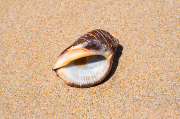 Seashell on fine beach sand background in summer sun. Clean sand beach grain, natural textured. Concept recreation, tourism, vacation, relax, beach holiday, travel design, close up, top view
