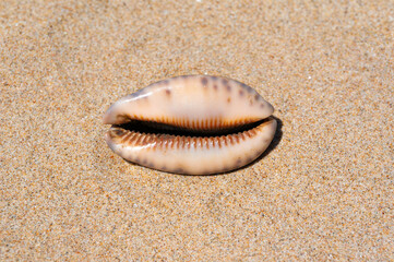 Fototapeta na wymiar Seashell on fine beach sand background in summer sun. Clean sand beach grain, natural textured. Concept recreation, tourism, vacation, relax, beach holiday, travel design, close up, top view