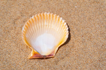 Seashell on fine beach sand background in summer sun. Clean sand beach grain, natural textured. Concept recreation, tourism, vacation, relax, beach holiday, travel design, close up, top view