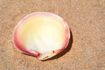 Seashell on fine beach sand background in summer sun. Clean sand beach grain, natural textured. Concept recreation, tourism, vacation, relax, beach holiday, travel design, close up, top view