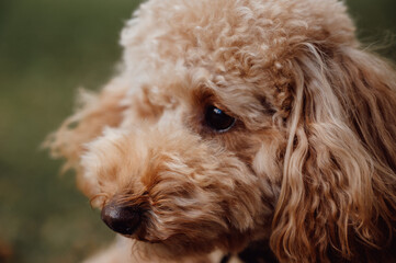 Closeup Portrait of cute happy toy poodle dog