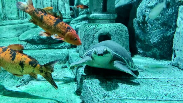 Pig-nosed turtle (Carettochelys insculpta) swims in decorative pond next to koi fishes (or nishikigoi, colored varieties of the Amur carp). Selective focus. Slow motion video. Endangered species theme