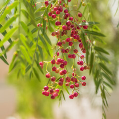 A pink pepper tree with peppercorns called Schinus molle, also known as Peruvian pepper tree..