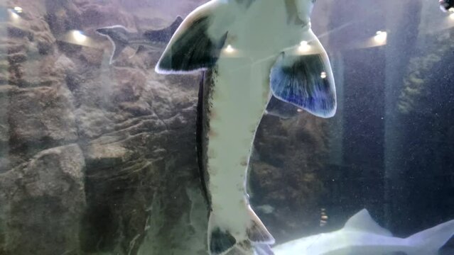 Close-up side view of almost adult Beluga sturgeon (Huso huso) swimming in freshwater aquarium. Soft focus. Slow motion video. Fish farming theme.