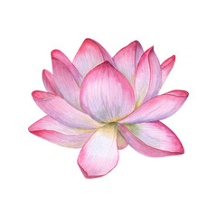 Lotus flower head. Water Lily, Indian Lotus. Vietnamese national flower. Pink flowers. Watercolor illustration for cosmetic design, ayurveda products, poster, logo, label