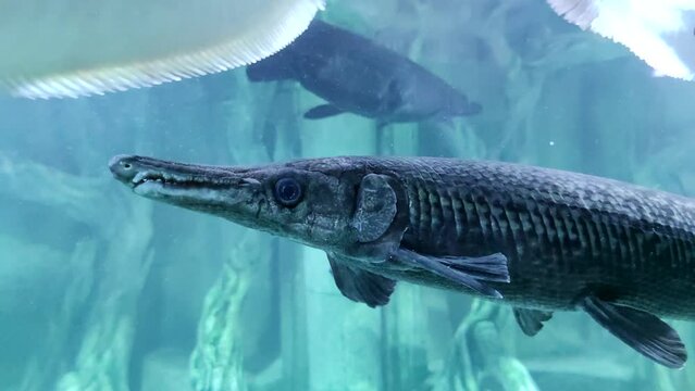 Close-up side view of Alligator gar (Atractosteus spatula) fish swimming in turquoise coloured freshwater aquarium. Soft focus. Slow motion video. Fish keeping theme.