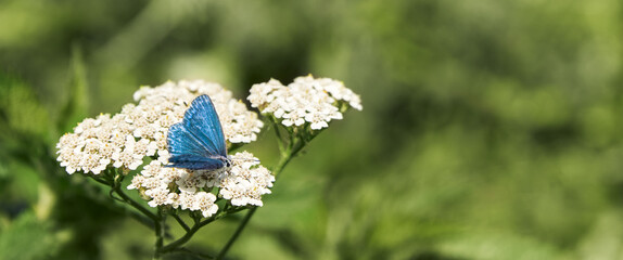 Small light blue butterfly on white yarrow inflorescence. Copy space. © ROMAN DZIUBALO
