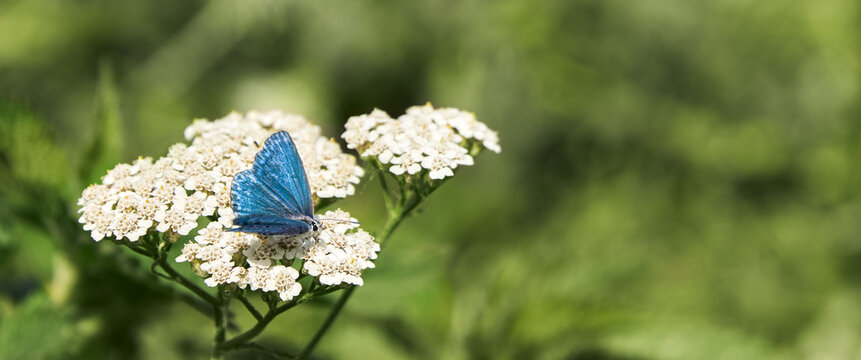Small light blue butterfly on white yarrow inflorescence. Copy space.