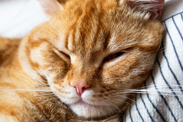 orange tabby cat sleeping on the bed