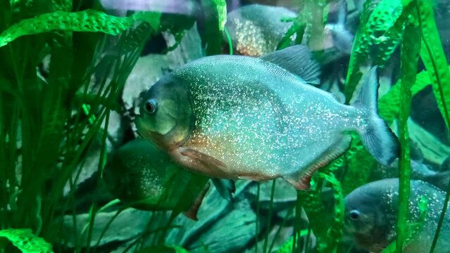 Close-up view of Red-bellied piranha (Pygocentrus nattereri, also known as the red piranha) swims calmly in an aquarium tank near a green aquatic plant. 4K resolution video. Fishkeeping theme.