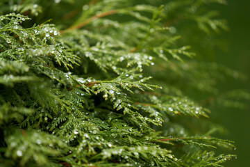 Green tui branches in beautiful raindrops. The background is blurred. Copy space.