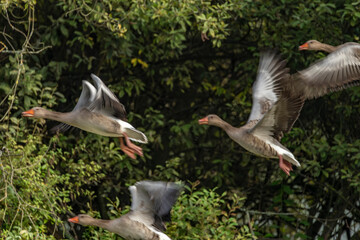 Flying goose over Vrbenske pond in autumn morning