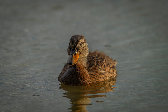 Young ducks on Vrbenske ponds in autumn sunny morning