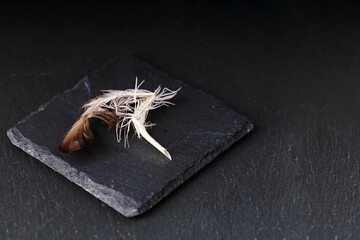 The concept of the completion of the necessity of the authors of the texts. A broken feather lies on a dark background.