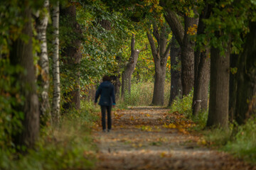 Leaf tree alley in autumn color morning near Vrbenske ponds with tourist woman