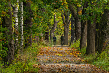 Leaf tree alley in autumn color morning near Vrbenske ponds