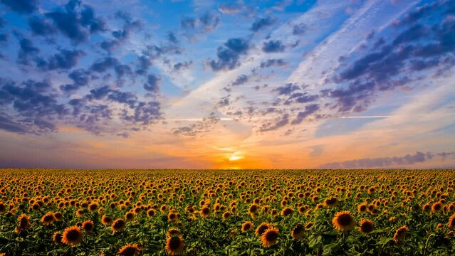 sunflower field at the dramatic sunset, agricultural time lapse scene