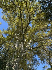 autumn leaves in the sky 