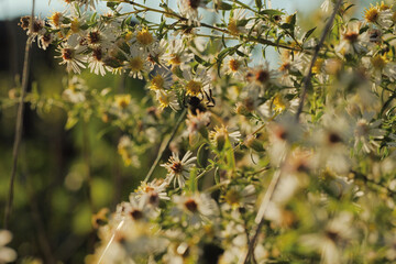 Frost aster wildflowers closeup in Ohio fall season landscape.