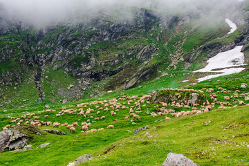 sheep herd on the grassy alpine meadow with rocks and boulders. cloudy weather in summer. fagaras...