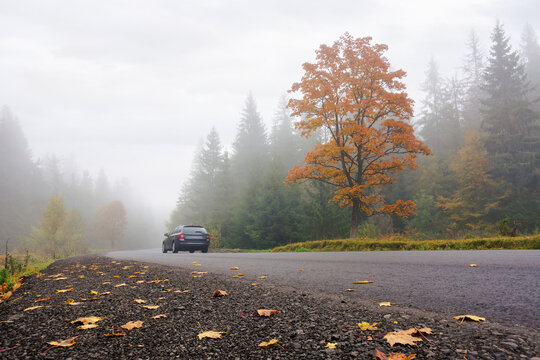 new asphalt road through woodland in autumn. misty weather with overcast sky. leaves on the ground, vehicle in the distance