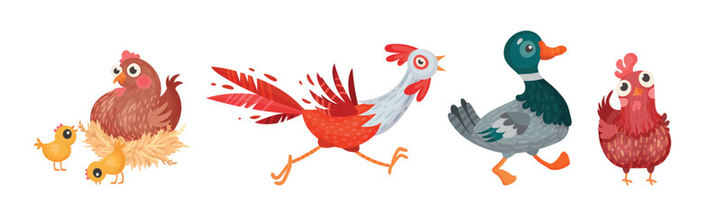 Farm Poultry Birds and Feathered Winged Animal Vector Set