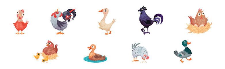 Farm Poultry Birds and Feathered Winged Animal Vector Set