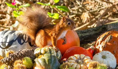 Adorable and curious little scottish red squirrel amongst a range of different pumpkins in October for Halloween with beautiful autumnal colours 