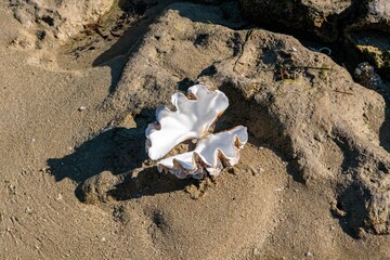 Big seashell on the beach, Madagascar