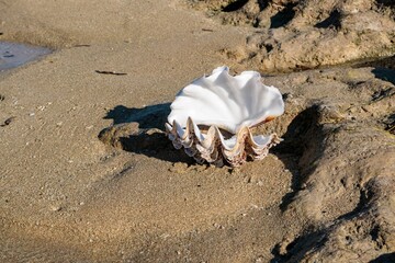 Big seashell on the beach, Madagascar