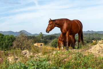 Pferde vor Arta, Mallorca, Balearen