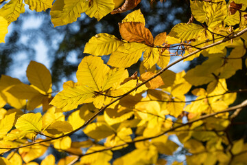 Autumn leaves in sunlight. Fall tree background.