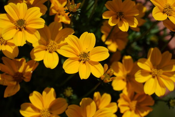 Goldmariebl&uuml;ten
