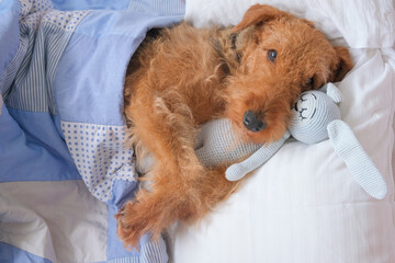 Cute airedale terrier dog falling asleep with crochet toy in bed