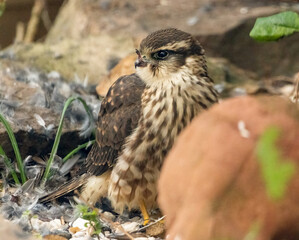 Female merlin falcon bird of prey