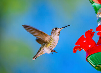 A female Anna's hummingbird pauses drinking from a garden feeder