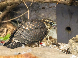 Female merlin falcon bird of prey